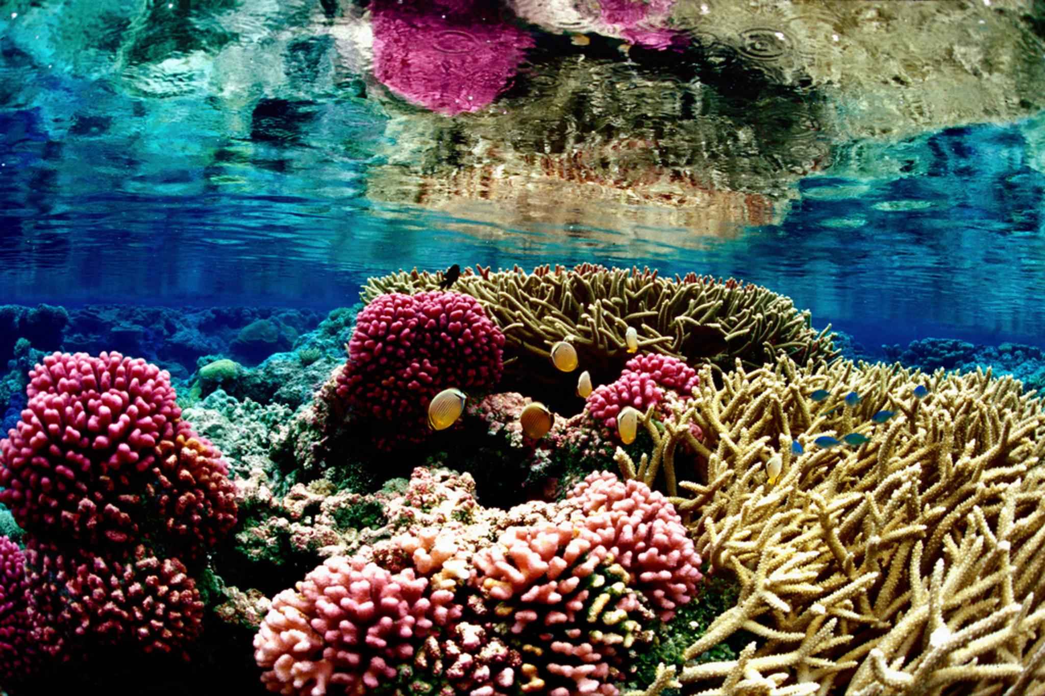 Nothing above the surface of the ocean compares to the beauty of a coral reef.
